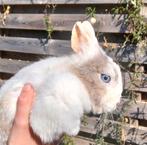 Prachtige kleurdwerg voedster, blauwe ogen, Dieren en Toebehoren, Konijnen, Vrouwelijk, Dwerg, 0 tot 2 jaar