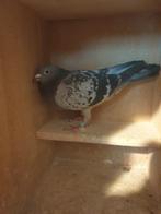 POSTDUIVEN PRACHT DUIVIN UIT TOP VLIEG LIJNEN *****, Dieren en Toebehoren, Vogels | Duiven, Vrouwelijk, Postduif