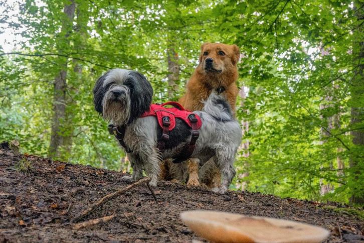 Liefdevol thuis zoekt avontuurlijke teef, Dieren en Toebehoren, Honden | Niet-rashonden, Teef, Particulier, Eén hond, Nederland