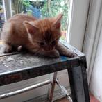 kittens., Dieren en Toebehoren, Katten en Kittens | Overige Katten, Meerdere dieren, Kortharig, 0 tot 2 jaar