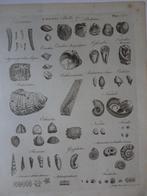 gravure fossielen schelpen zee egel Andrew Bell, ca 1780, Antiek en Kunst, Verzenden