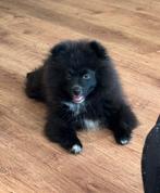 pomeriaan x keeshond, Dieren en Toebehoren, Keeshond, Reu, 8 tot 15 weken, Eén hond