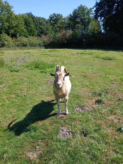Kopen of ruilen Toggenburger dekbok, Dieren en Toebehoren, Schapen, Geiten en Varkens, Geit, Mannelijk, 3 tot 5 jaar