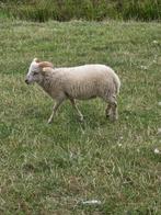 Ouessant ram en ooien, Dieren en Toebehoren, Schapen, Geiten en Varkens, Meerdere dieren, Schaap
