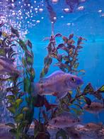 Aulonocara red flush Malawi cichliden, Dieren en Toebehoren, Vis