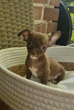 Chihuahua puppy's, Dieren en Toebehoren, Honden | Chihuahua's en Gezelschapshonden, 8 tot 15 weken, Meerdere, Meerdere dieren