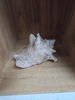 Mooie Conch Schelp, Ophalen of Verzenden, Gebruikt