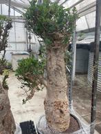 Caudex plant Afrikaanse Baobab (Adansonia Digitata)pot 50cm., Ophalen, Overige soorten, In pot, 150 tot 200 cm