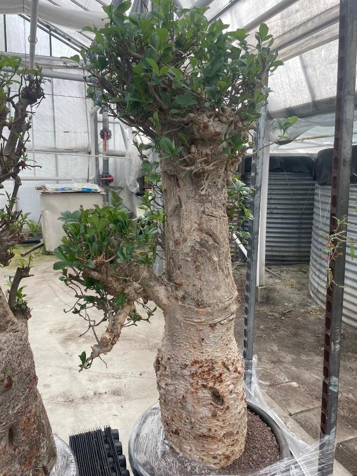 Caudex plant Afrikaanse Baobab (Adansonia Digitata)pot 50cm., Huis en Inrichting, Kamerplanten, Overige soorten, 150 tot 200 cm