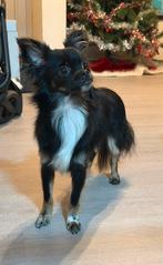 Chihuahua Reutje van 1 Jaar, België, Particulier, Rabiës (hondsdolheid), 15 weken tot 1 jaar