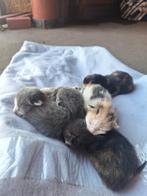 Lieve mooie kittens, Dieren en Toebehoren
