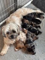 Prachtig nest met Boomer pups, Dieren en Toebehoren, Honden | Niet-rashonden, 8 tot 15 weken, Geslacht onbekend, Meerdere, Klein