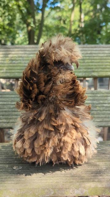 Krulveer choco usa zijdehoen hen silkie kippen  beschikbaar voor biedingen
