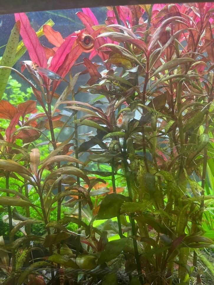 Ludwigia repens 'Rubin' – prachtige rode aquariumplant, Dieren en Toebehoren, Vissen | Aquaria en Toebehoren, Nieuw, Plant(en), Steen of Hout