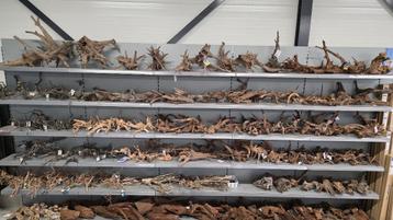 Decoratiehout voor in je terrarium beschikbaar voor biedingen