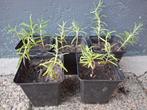 Rozemarijn plantjes BIO, Tuin en Terras, Planten | Tuinplanten, Ophalen, Volle zon, Vaste plant, Kruiden