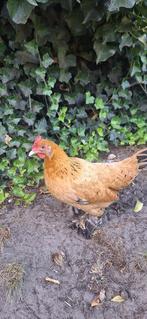 Sabelpoot kriel, Dieren en Toebehoren, Pluimvee, Meerdere dieren, Kip