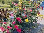 Bloeiende klimrozen!! Vele soorten en kleuren! €18,95 pst, Vaste plant, Ophalen of Verzenden, Halfschaduw, Klimplanten