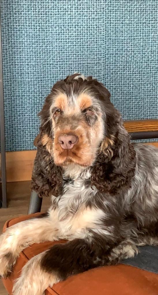 Cocker spaniel dekreu, Dieren en Toebehoren, Honden | Dekreuen, Reu, Particulier, Eén hond, Nederland, 3 tot 5 jaar, CDV (hondenziekte)