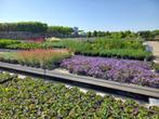 kwekerij met bomen, vaste planten voor hovenier/ particulier, Ophalen, Zomer, Overige soorten, Volle zon