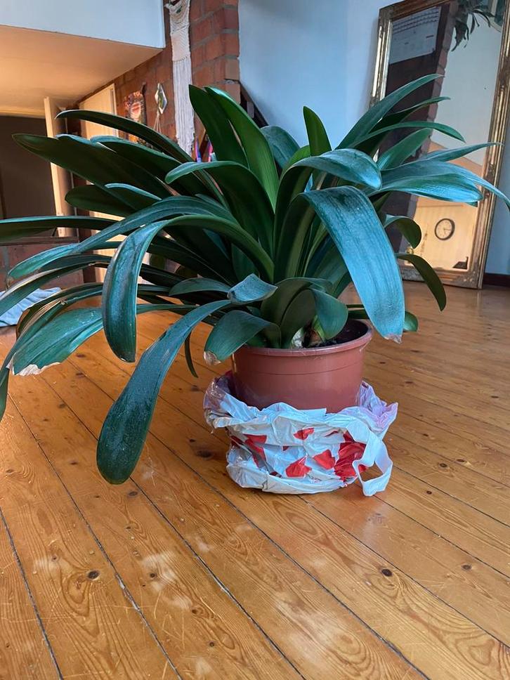 Super grote Clivia!, Huis en Inrichting, Kamerplanten, Minder dan 100 cm, Halfschaduw, Ophalen