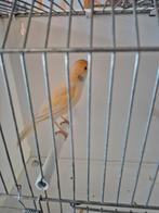 te koop[ 4 kanaries harlekijn mannetjes  25 euro per stuk, Mannelijk, Kleurkanarie