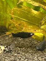 2 black molly’s (mannetjes), Vis