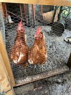 Kippenhoek met kippen, Dieren en Toebehoren, Vrouwelijk, Kip