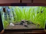 Aquarium compleet inclusief vissen, Dieren en Toebehoren, Vissen | Aquaria en Toebehoren, Ophalen, Gebruikt, Gevuld zoetwateraquarium