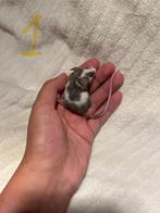 Jonge kleurmuisjes, Dieren en Toebehoren, Knaagdieren, Augustus, Muis, Mannelijk, Tam