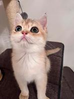 BKH Met Stamboom, Dieren en Toebehoren, Meerdere dieren, Met stamboom, 0 tot 2 jaar