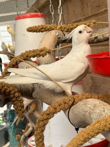Albino valkparkieten beschikbaar voor biedingen