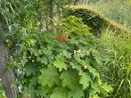 Eikenbladhortensia - Hydrangea quercifolia, Vaste plant, Halfschaduw, Zomer, Ophalen