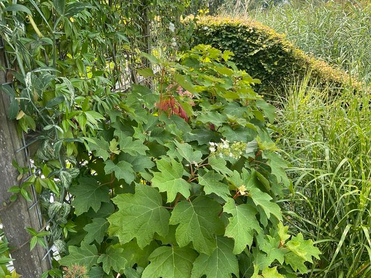 Eikenbladhortensia - Hydrangea quercifolia, Tuin en Terras, Planten | Tuinplanten, Vaste plant, Overige soorten, Halfschaduw, Zomer