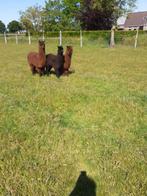 Te koop alpaca merrie veulens, Dieren en Toebehoren, Overige Dieren, Vrouwelijk, Na 1 juli 2024
