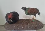 Opgezet roelroel paartje opgezette patrijs fazant, Ophalen of Verzenden, Zo goed als nieuw, Vogel, Opgezet dier