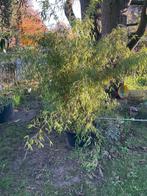 Bamboe ‘Phyllostachys’, Vaste plant, Bloeit niet, Halfschaduw, Ophalen
