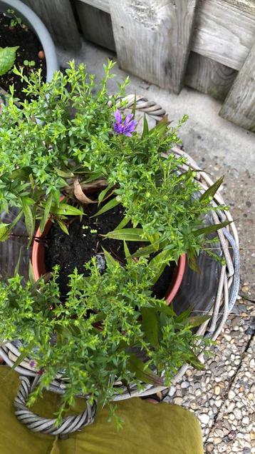 Tuinplant beschikbaar voor biedingen