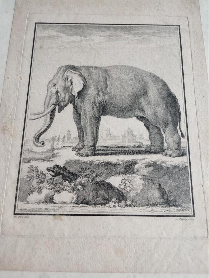 Oude prent van een olifant, Antiek en Kunst, Kunst | Etsen en Gravures, Verzenden