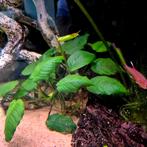 Stekjes anubias, Dieren en Toebehoren, Ophalen, Nieuw, Plant(en), Steen of Hout