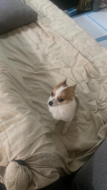 chihuahua teefje korthaar zoekt baasje beschikbaar voor biedingen