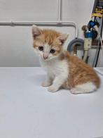 Nog 1 poesje beschikbaar! Mag direct met u mee, Dieren en Toebehoren, Katten en Kittens | Overige Katten, Meerdere dieren, Kortharig