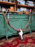 Gewei van een edelhert, Ophalen of Verzenden