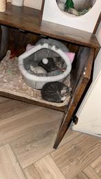 2 lieve kittens poes poezen mogen 9 oktober verhuizen, Meerdere dieren, Ontwormd, 0 tot 2 jaar