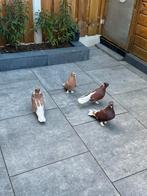 Takla, Dieren en Toebehoren