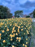 550 dahlia knollen te koop!, Ophalen, Voorjaar, Volle zon, Knol