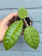Hoya callistophylla Bulat, Huis en Inrichting, Ophalen of Verzenden, Overige soorten, Minder dan 100 cm