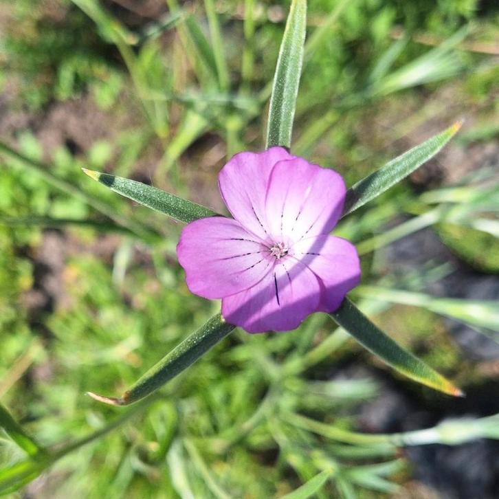 Agrostemma githago zaden, bolderik, Tuin en Terras, Bloembollen en Zaden, Volle zon, Ophalen of Verzenden