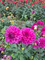 Diverse soorten dahlia knollen, Tuin en Terras, Bloembollen en Zaden, Ophalen of Verzenden, Voorjaar, Volle zon, Knol