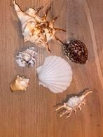 Allemaal schelpen, Verzamelen, Ophalen of Verzenden, Schelp(en)